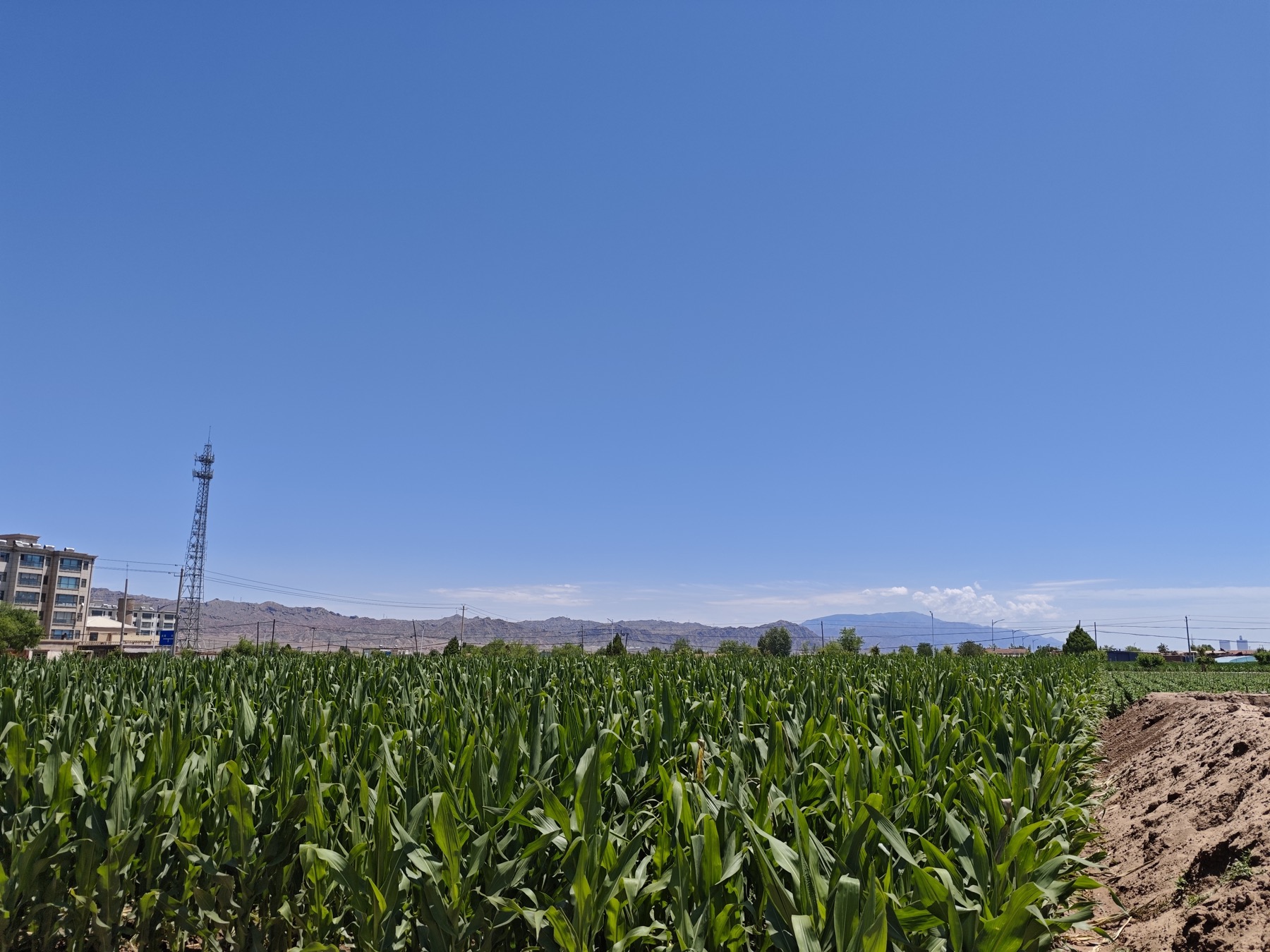 中国制种区玉米田现场