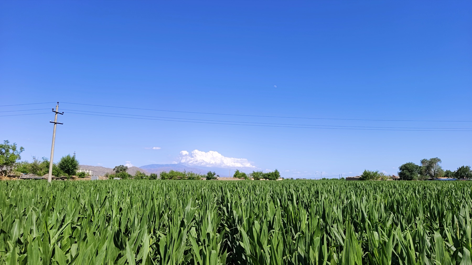 中国制种区玉米田实拍
