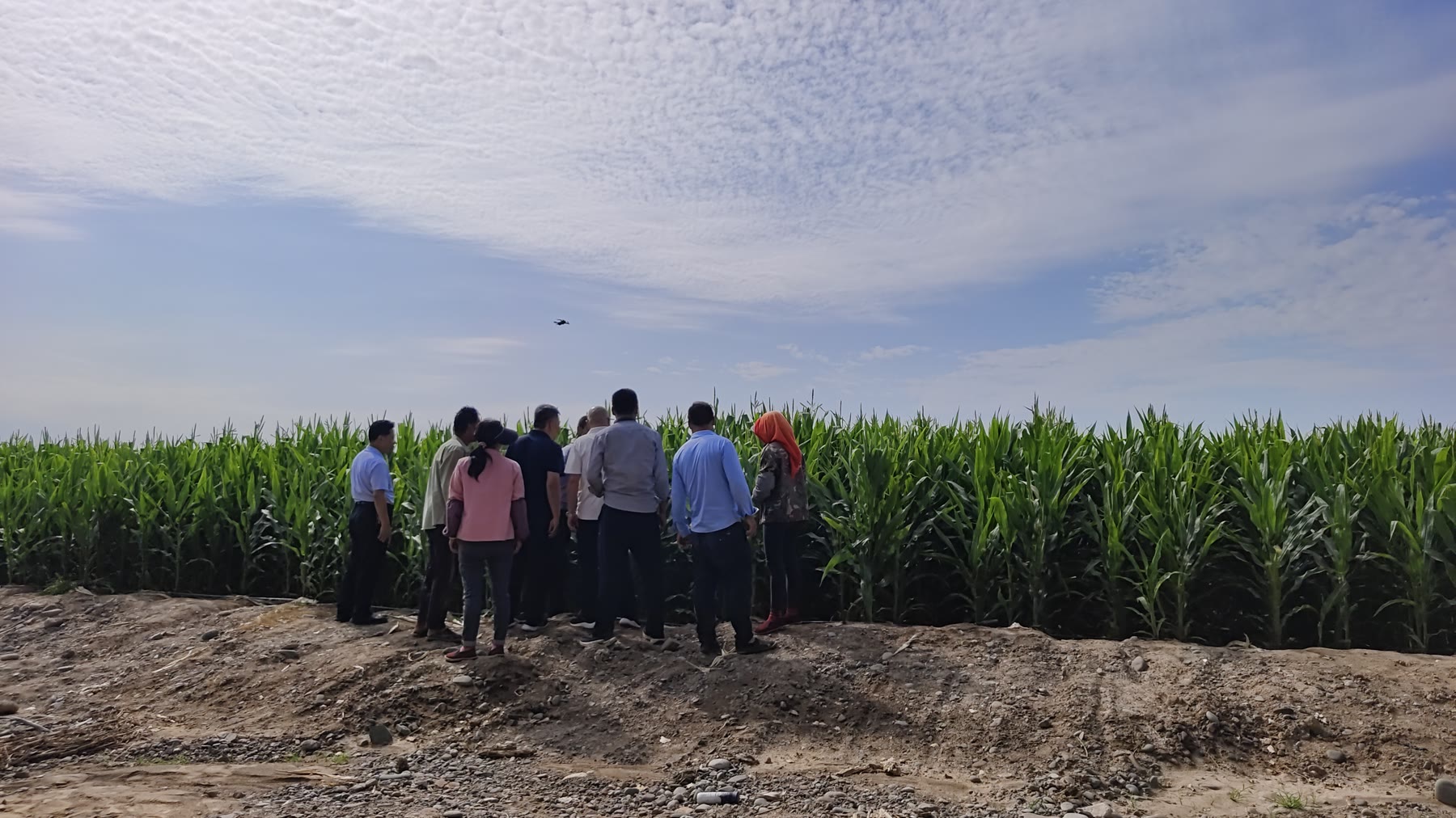 田间验证与现场评估