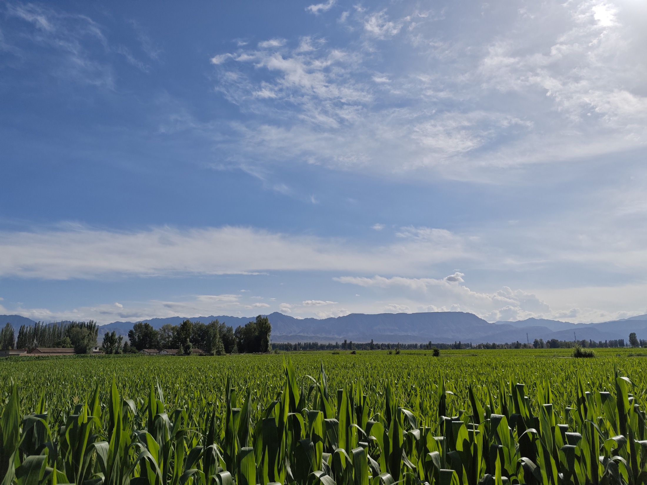 中国玉米田一线场景