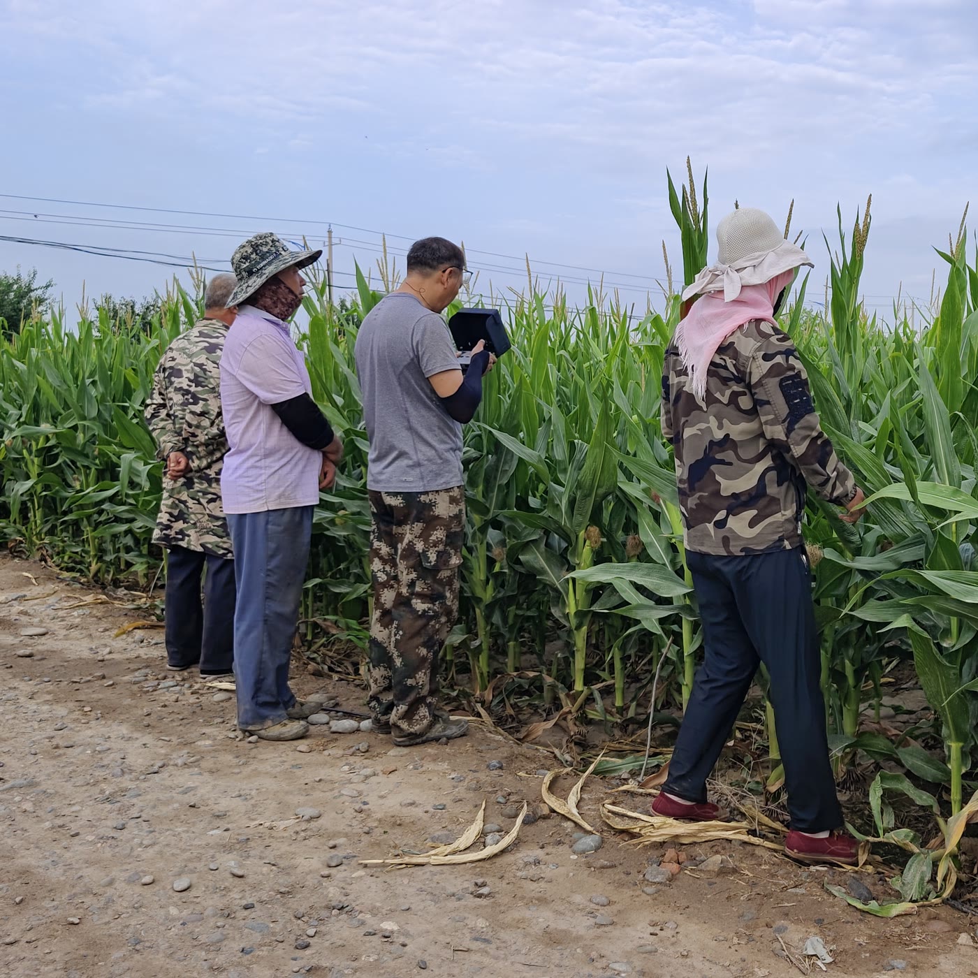 田间实地验证与技术复盘